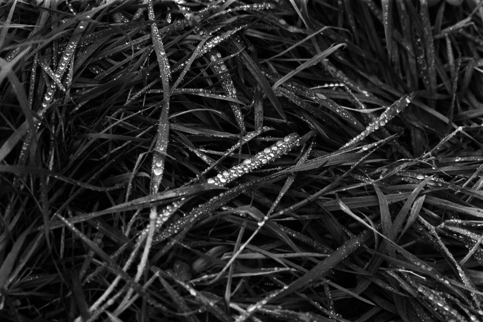 Grass blades covered in water droplets with intersecting stems creating linear patterns