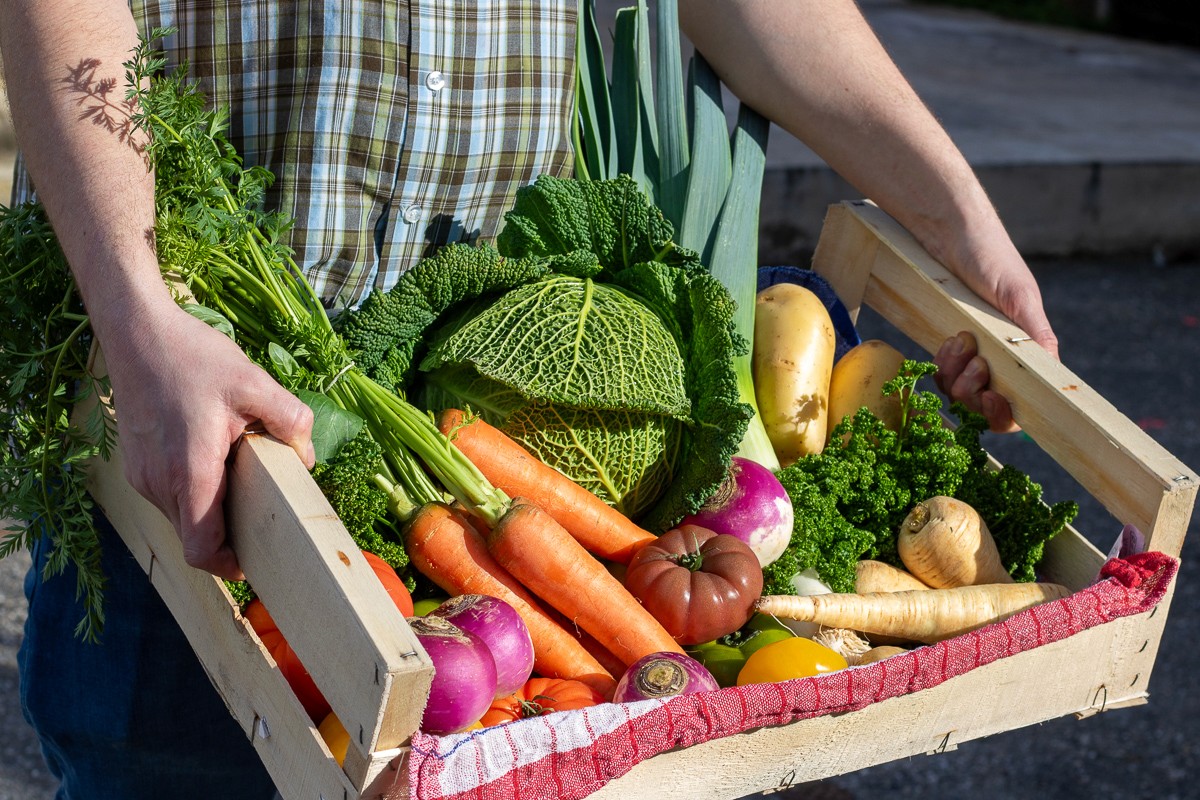 White plate with roasted carrots served on green sauce, topped with almonds and fresh herbs, held by a hand over a dark table.