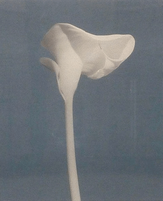 abstract orange butterfly with a light blue background