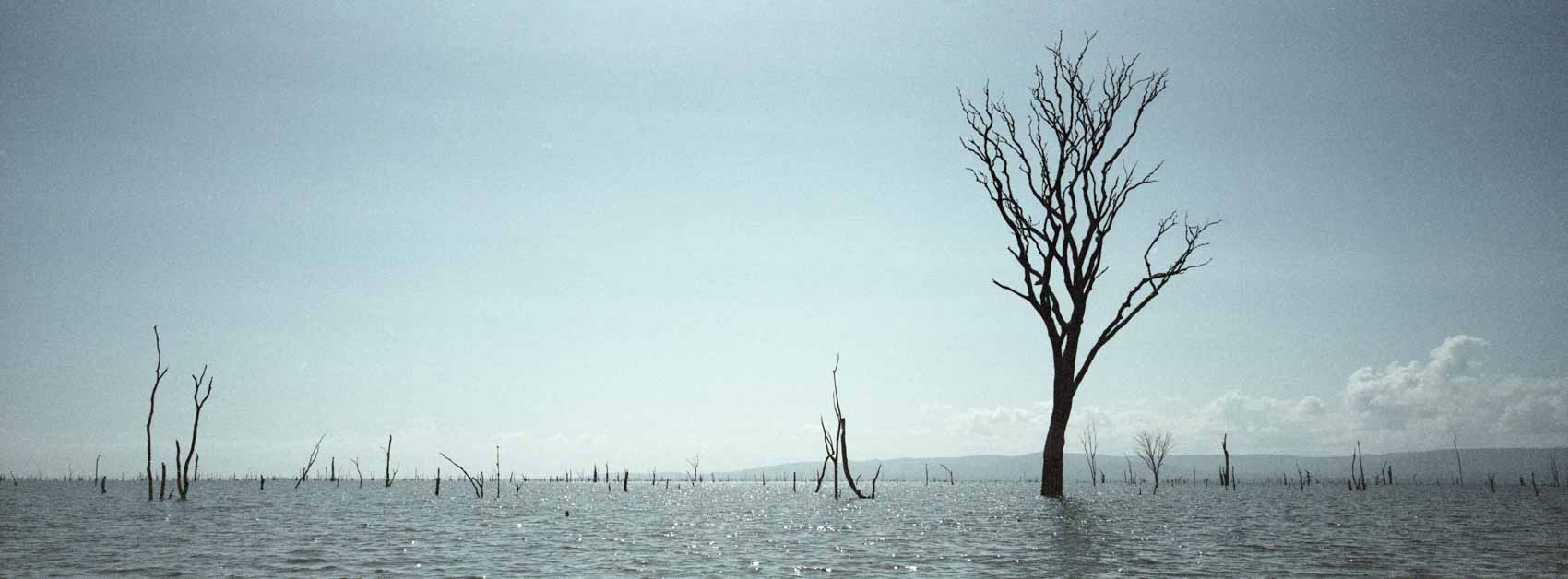 Scanned and edited film photograph of the lone tree in Brokopondo Reservoir with subtle blue tones.