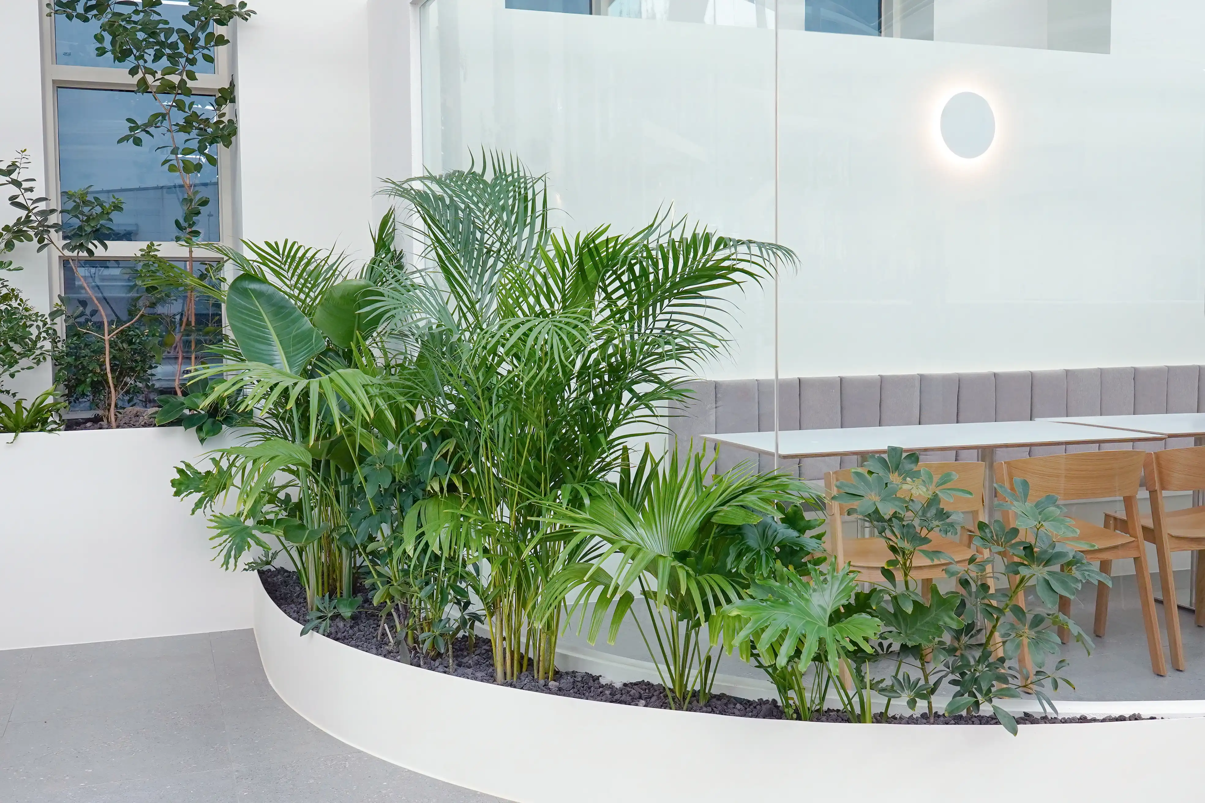 관엽식물 정원 컨셉의 실내조경