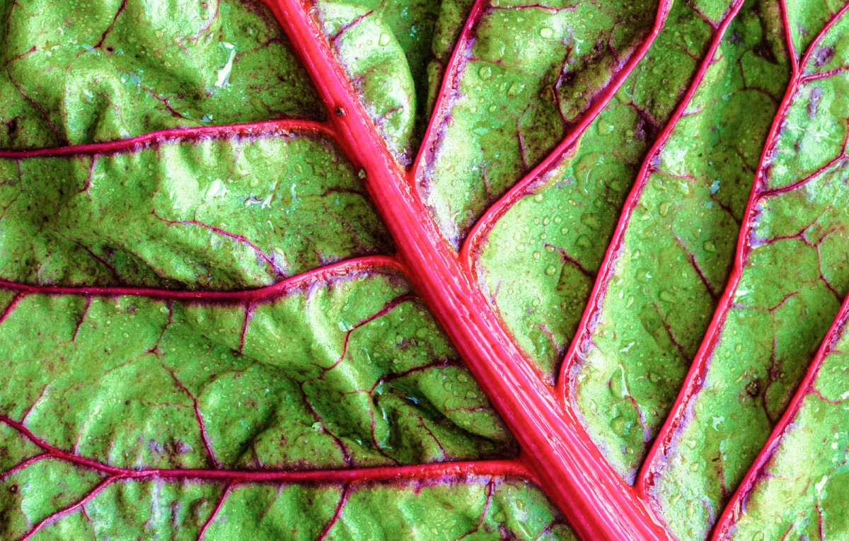 Dark leafy greens with vivid red high-fibre stems