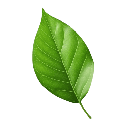 Leaf image