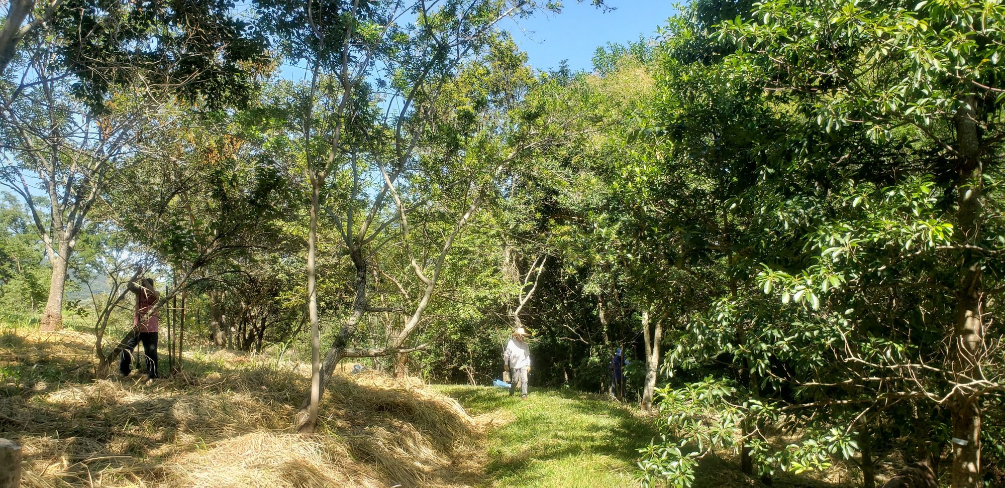 Área de reflorestamento com árvores jovens e trilha gramada, com trabalhadores ao fundo