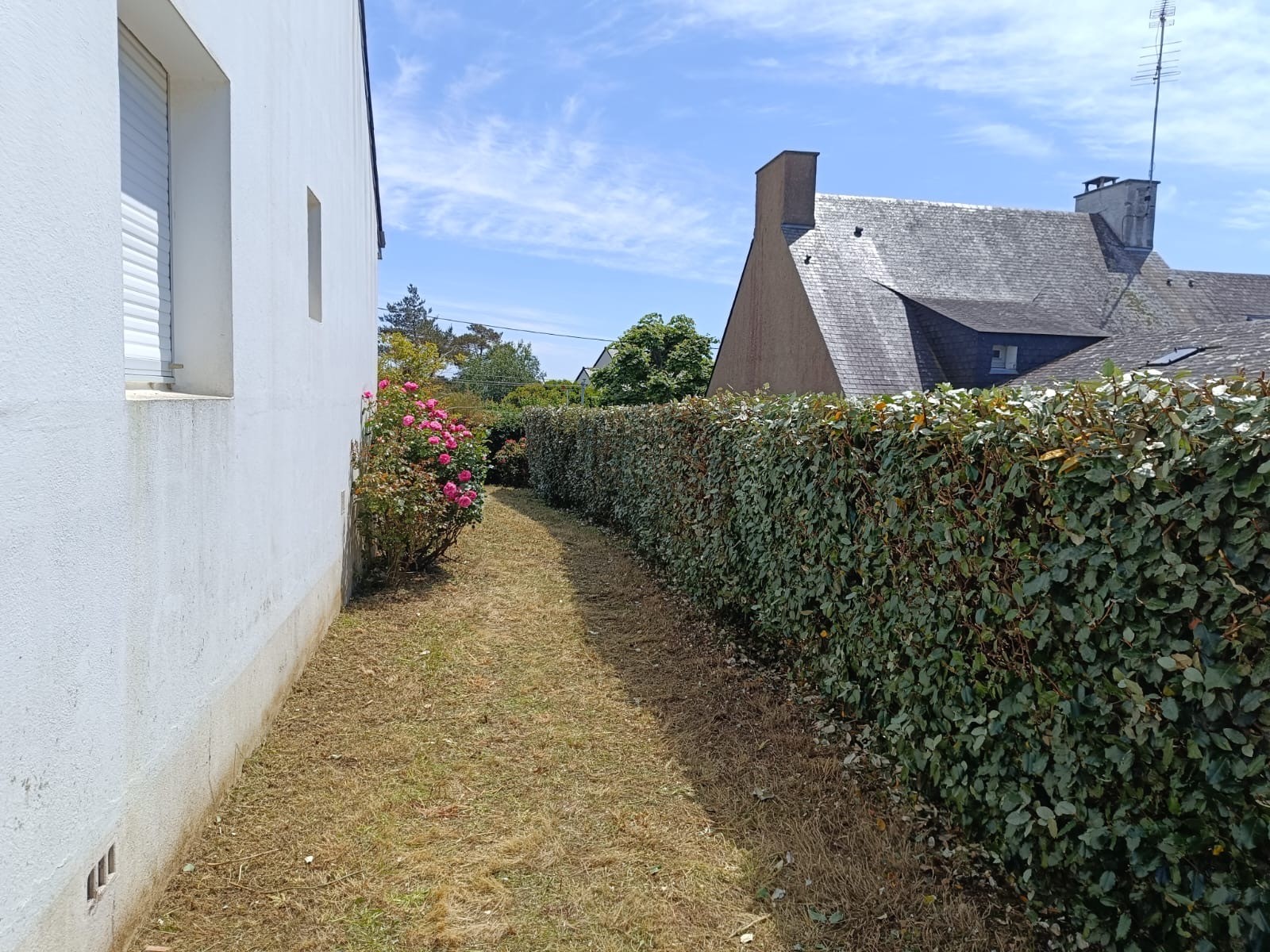 taille haie morbihan