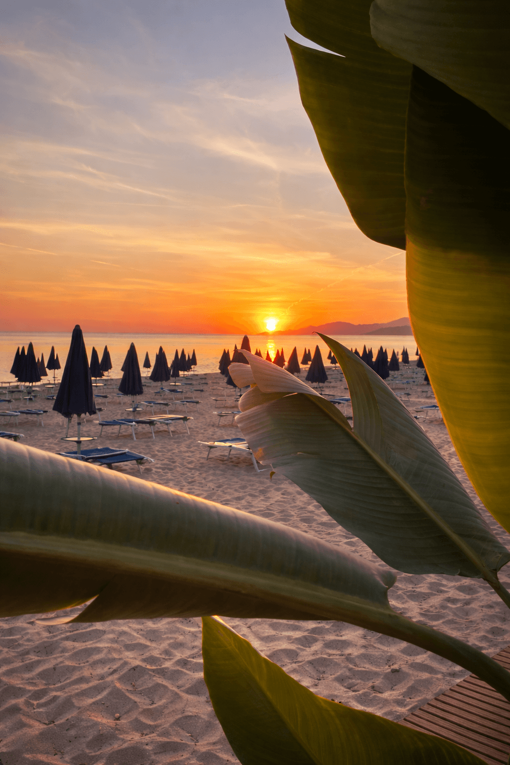 Tropical monstera flower