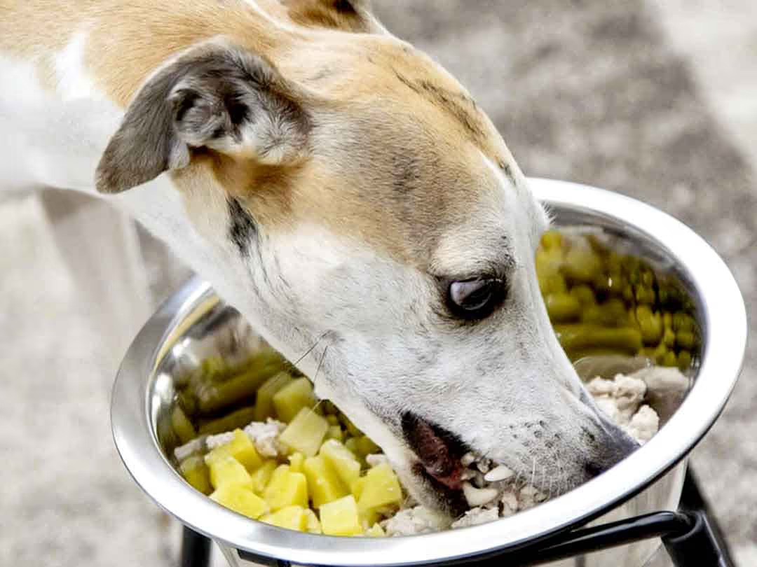 A greyhound enjoying a meal with chicken and diced vegetables in a stainless steel dog bowl.