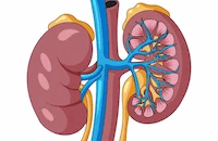 hand drawn image of kidney - image by freepik