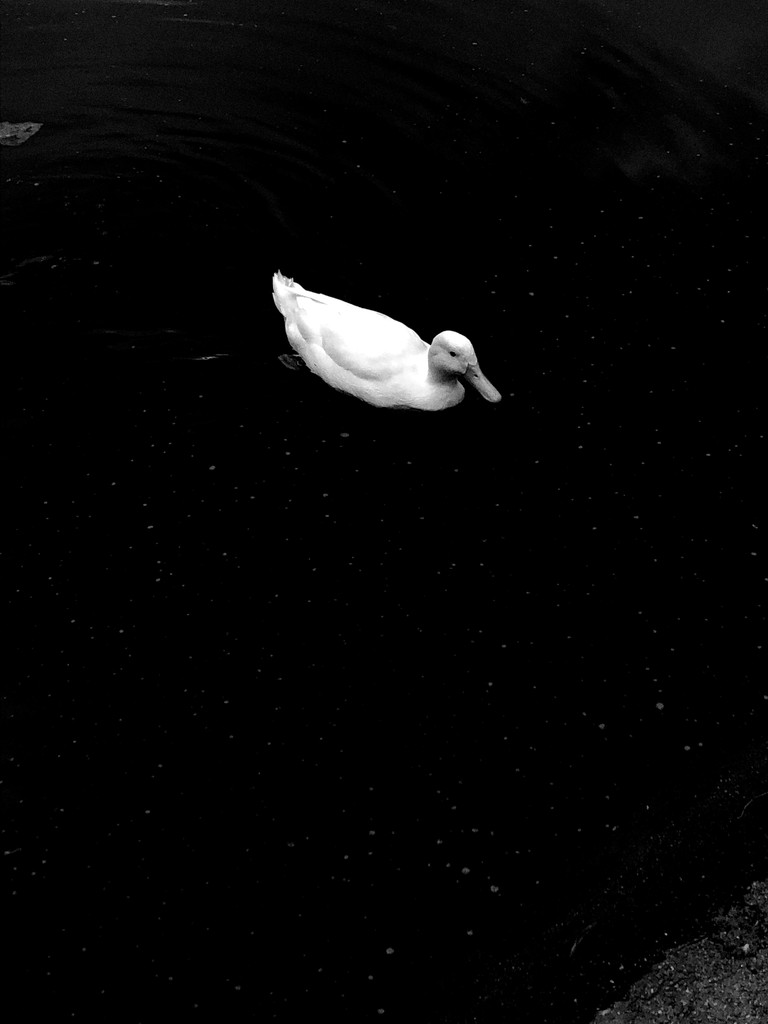 black white top down photo of a white duck swimming in a pond.