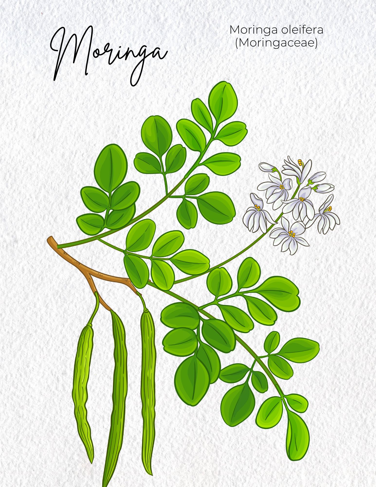 Moringa Materia medica illustration