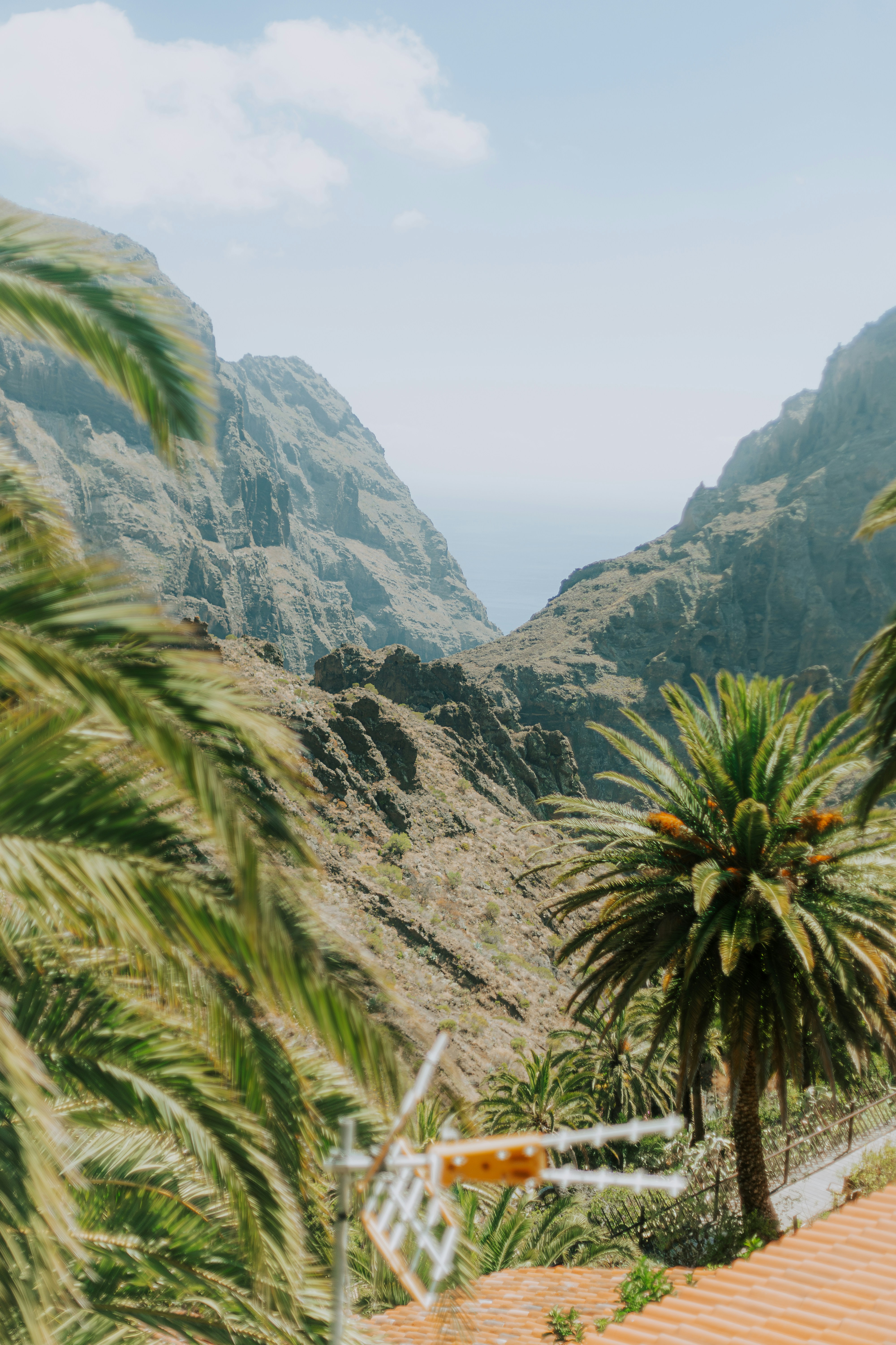 Palm trees frame a dramatic mountain valley landscape