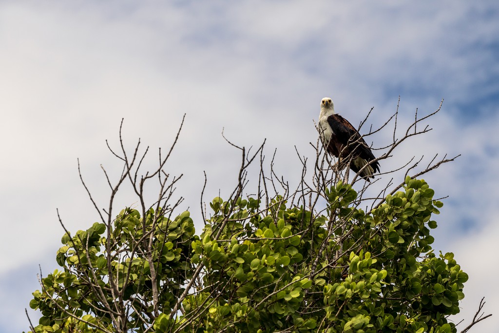 Fishing Eagle. Photo credit Anthony Ochieng Onyango