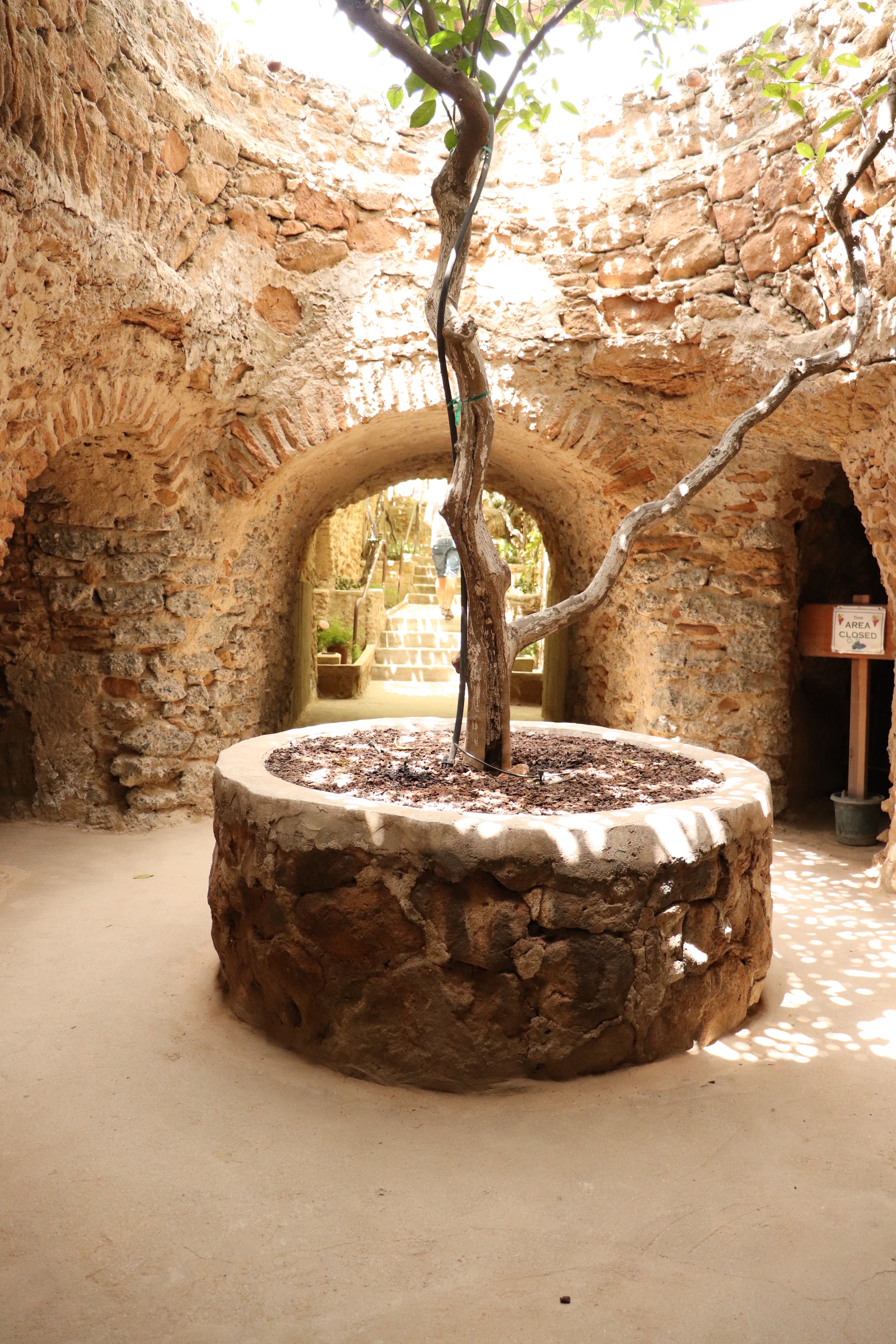A rustic circular stone well at the center of an underground courtyard, with a small tree growing out of it