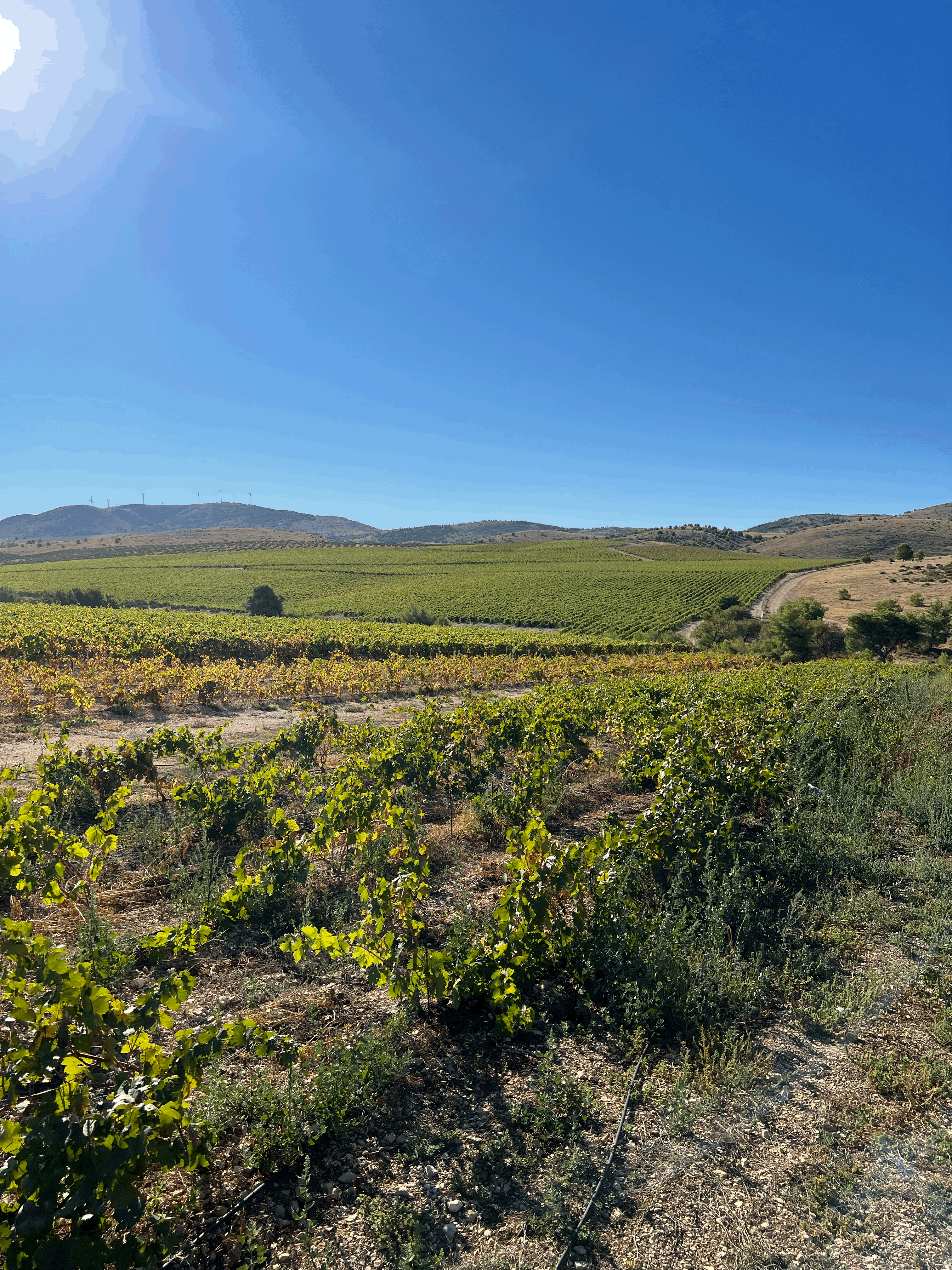 Vineyards in Jadrtovac