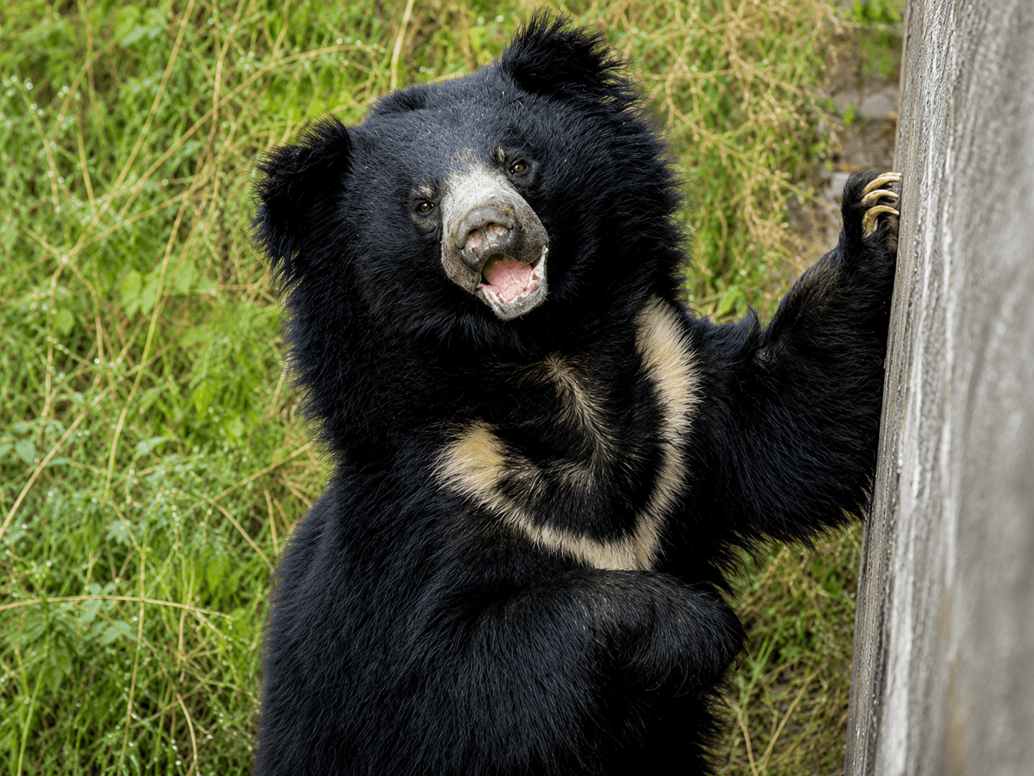 The Sloth Bear