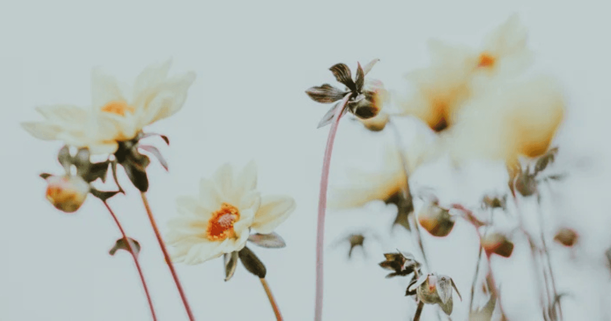 Flores silvestres representando el inicio de una nueva etapa: qué es la menopausia, sus síntomas y cómo cuidarte