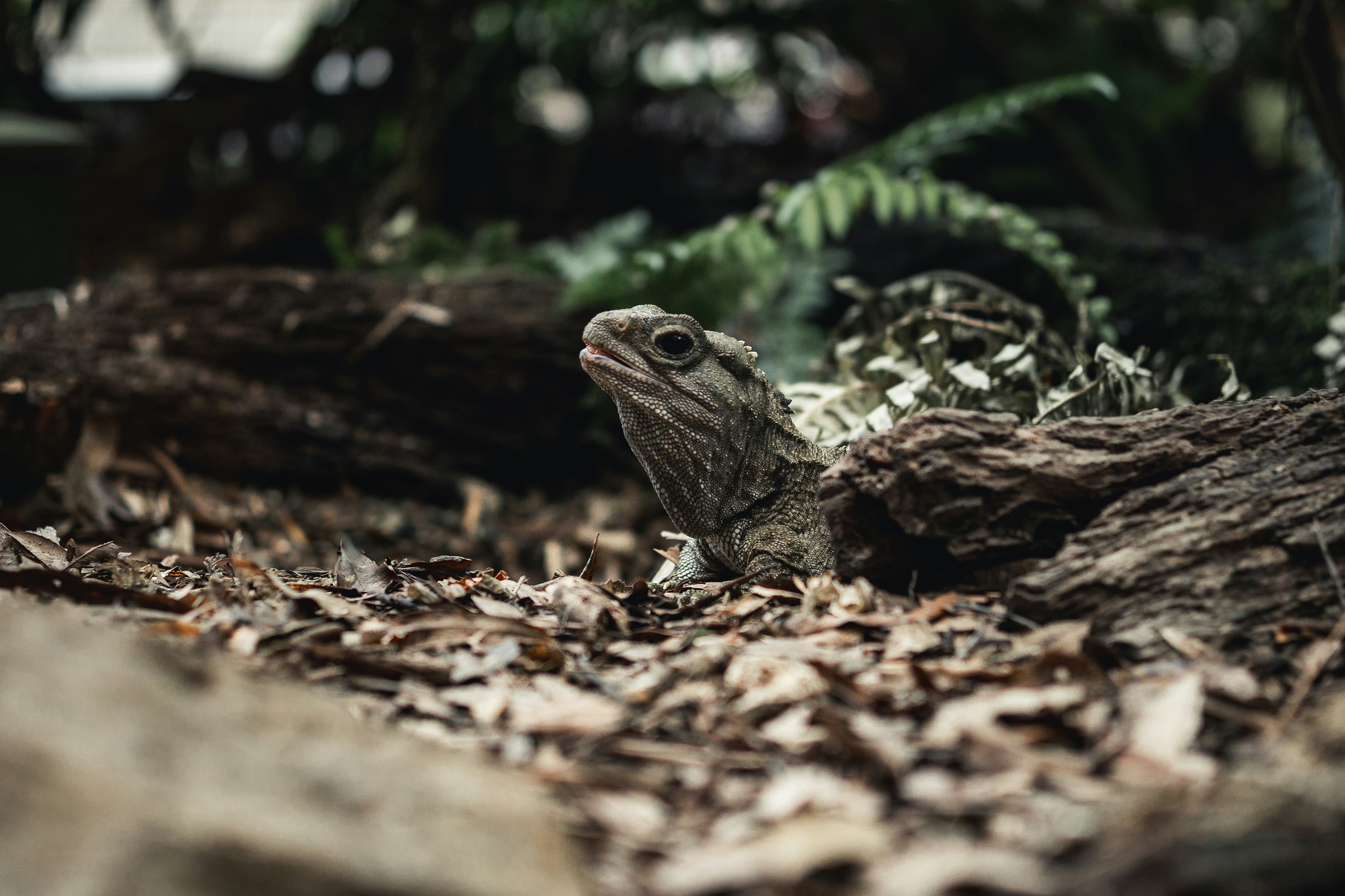 A small lizard sitting on top of a pile of leaves