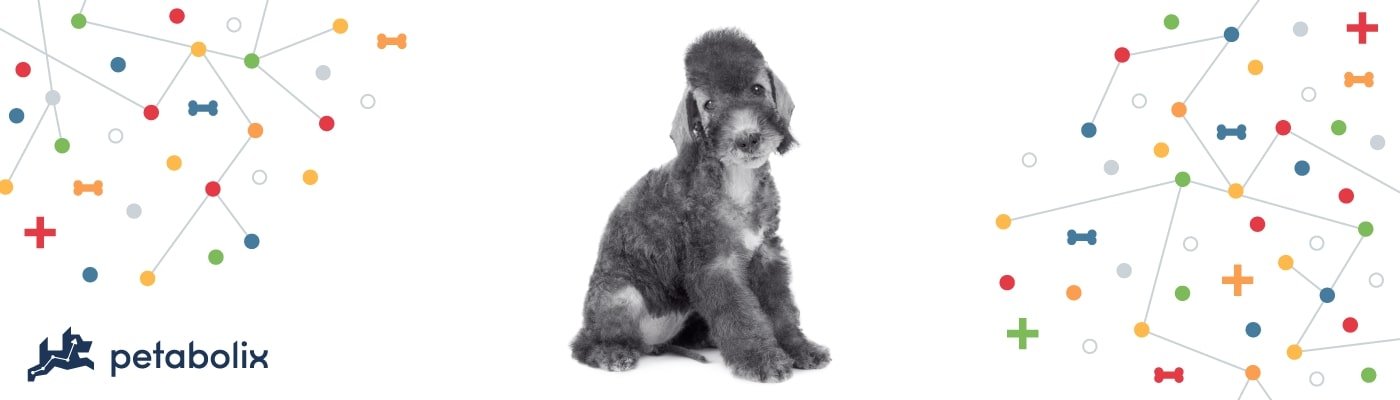 Bedlington Terrier image