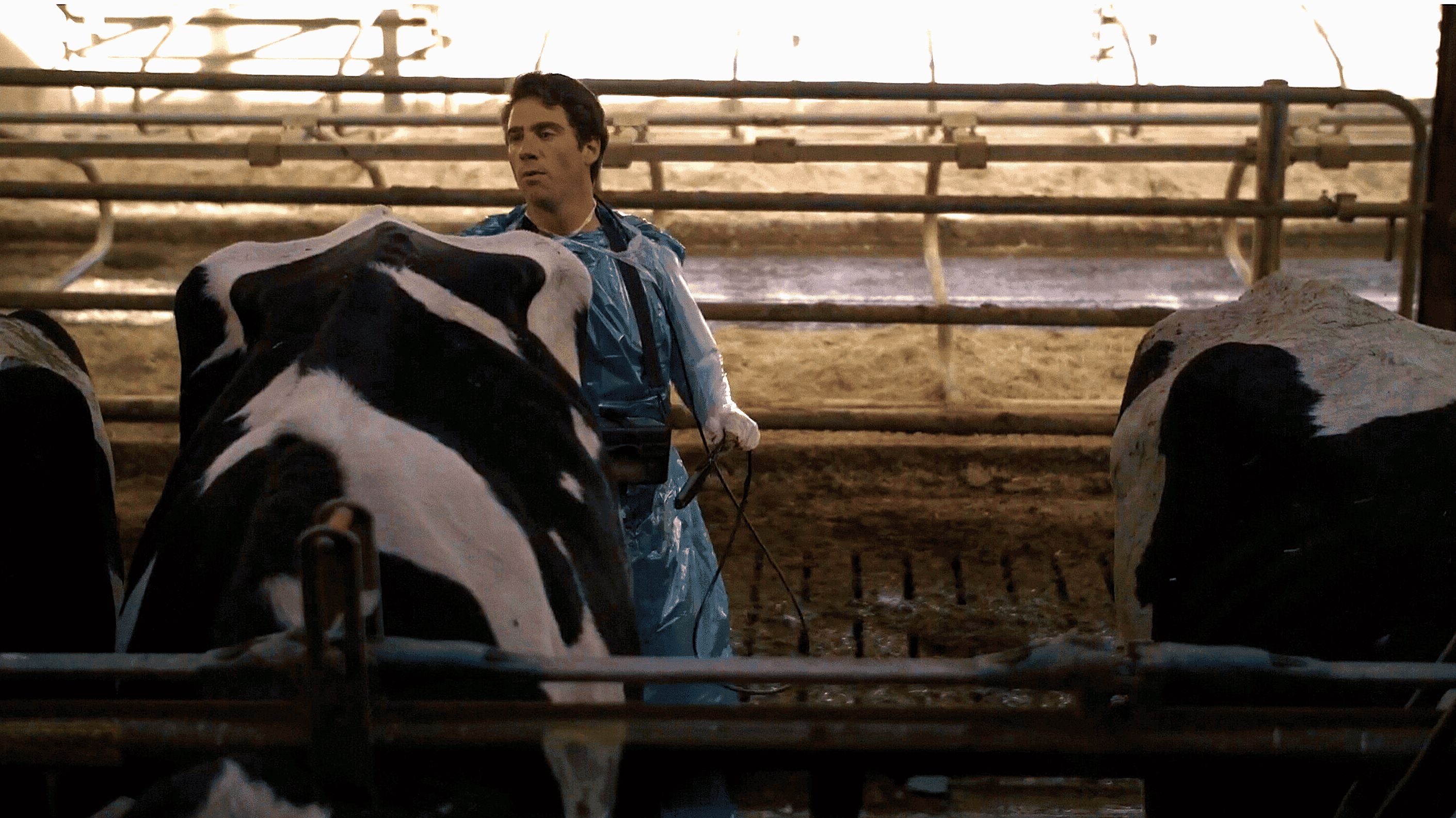 Suivi de gestation vache