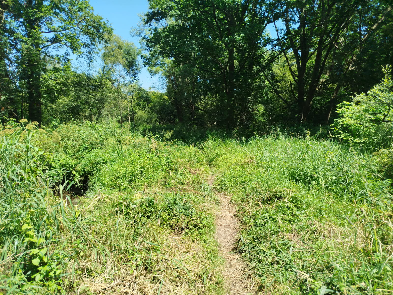 debroussaillage séné