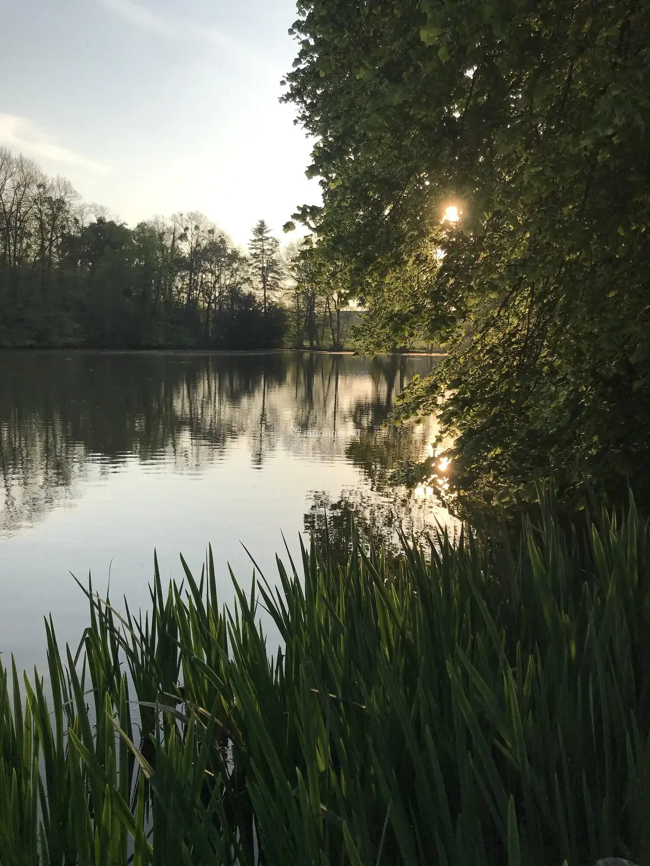 A serene outdoor wedding setup with white chairs arranged on green grass under a canopy of trees.