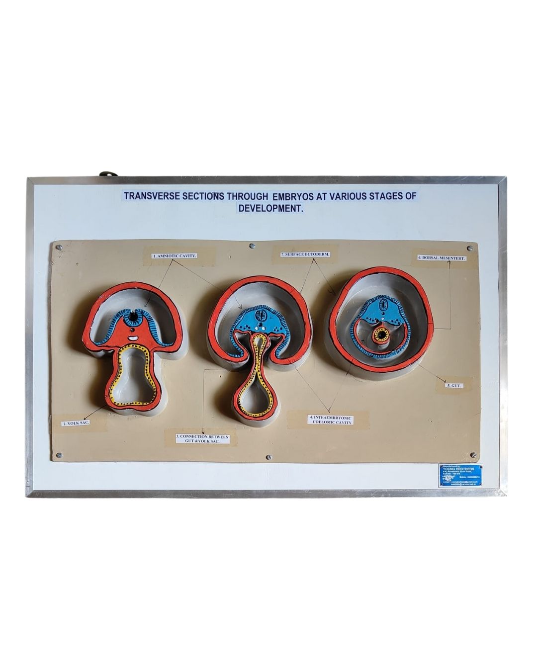 Transverse Sections Through Embryos at Various Stages of Development