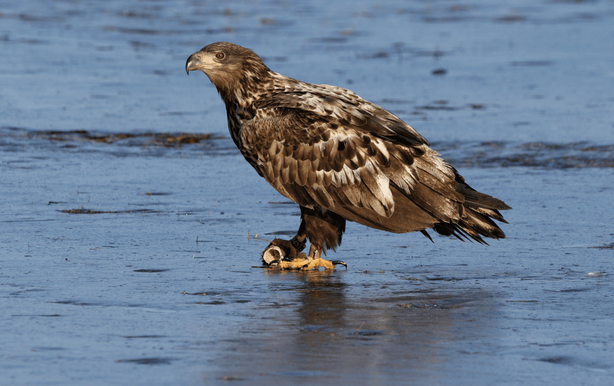An image of Dreelio's dashboard