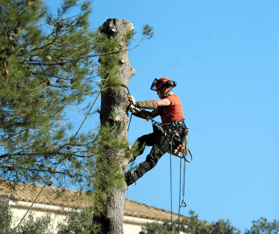 Un ouvrier en train d'élaguer