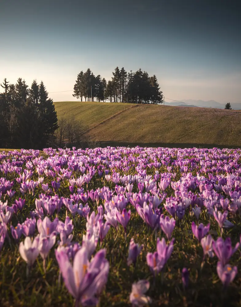 A meadow full of blooming crocus flowers on a sunny day in Slovenia.