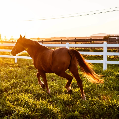 three horses on green ground