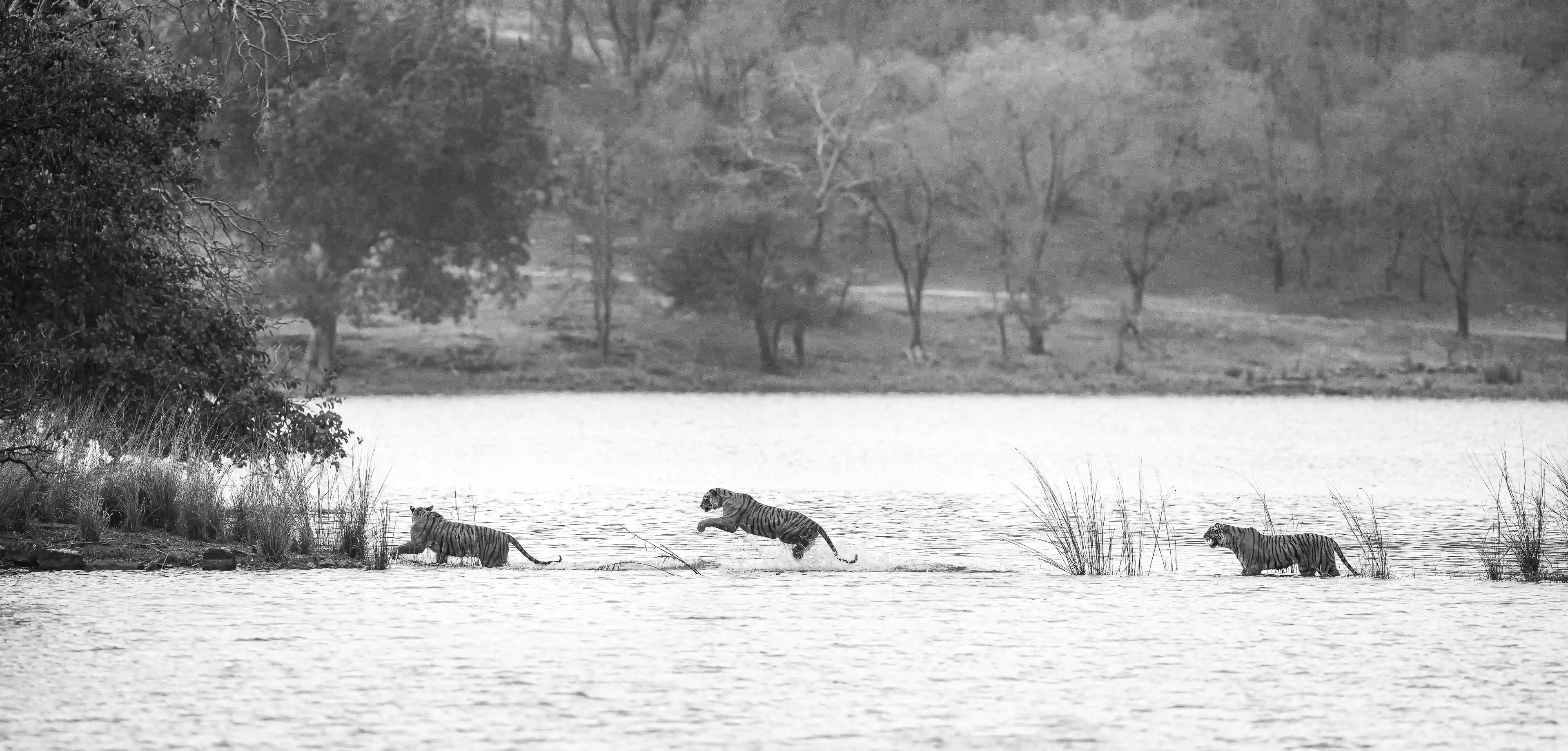 Wildlife of India