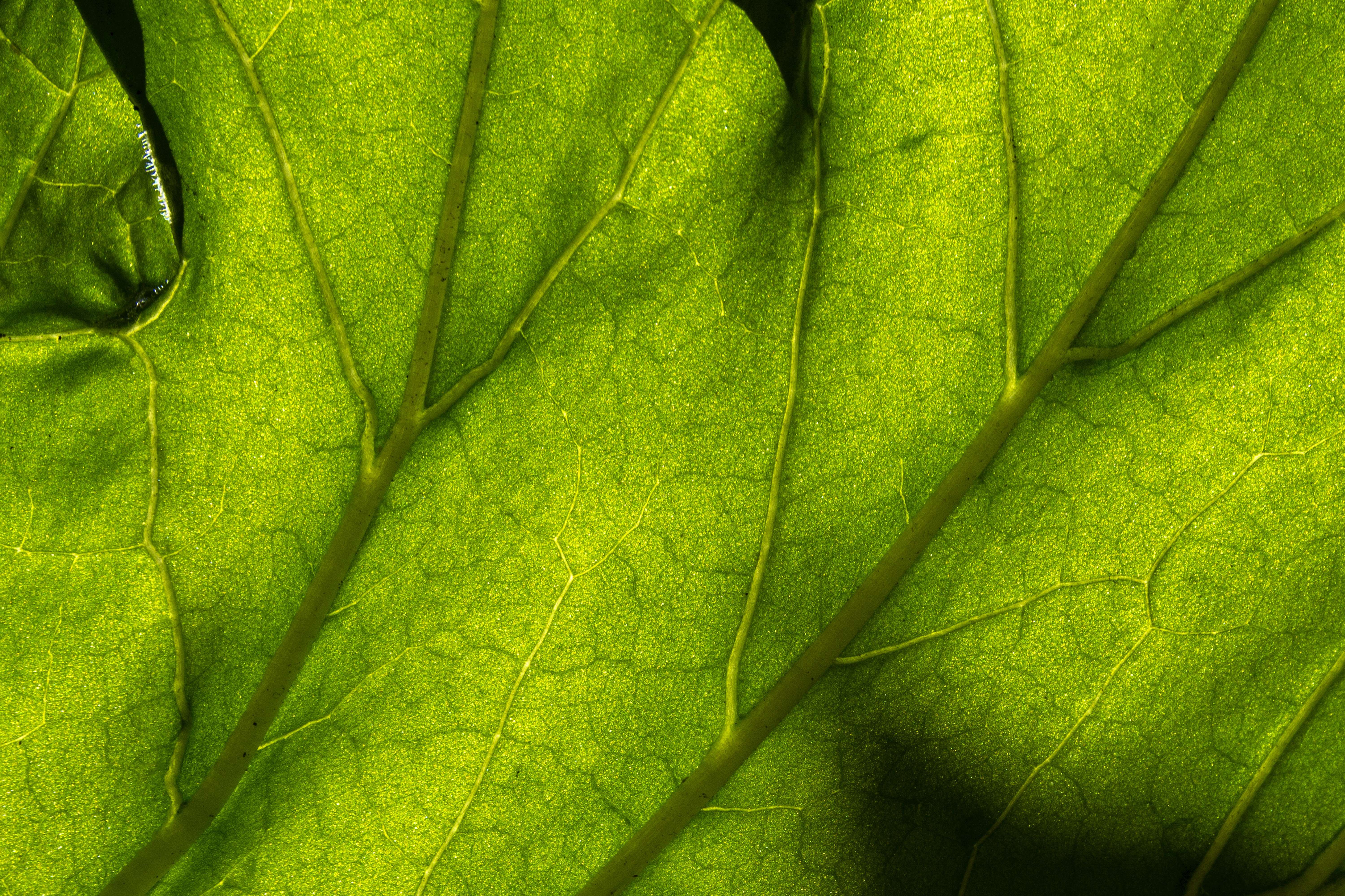 Close up of a large pale green tropical leaf with soft natural light, used as a calming background for women's wellness testimonials at Rooted & Radiant