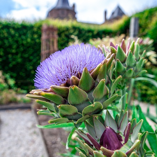 Nærbillede af en blomstrende lilla artiskokblomst i en have, med en hæk og en sløret bygning i baggrunden.