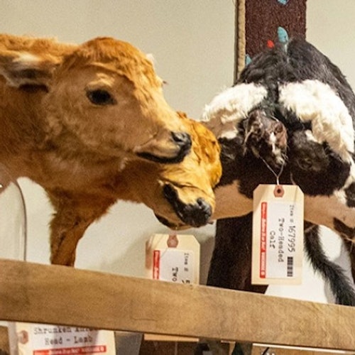 Рипли, повярвайте или не! Орландо