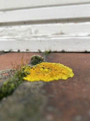 Stadtführung, Detail, Moos, Natur, Stimmung
