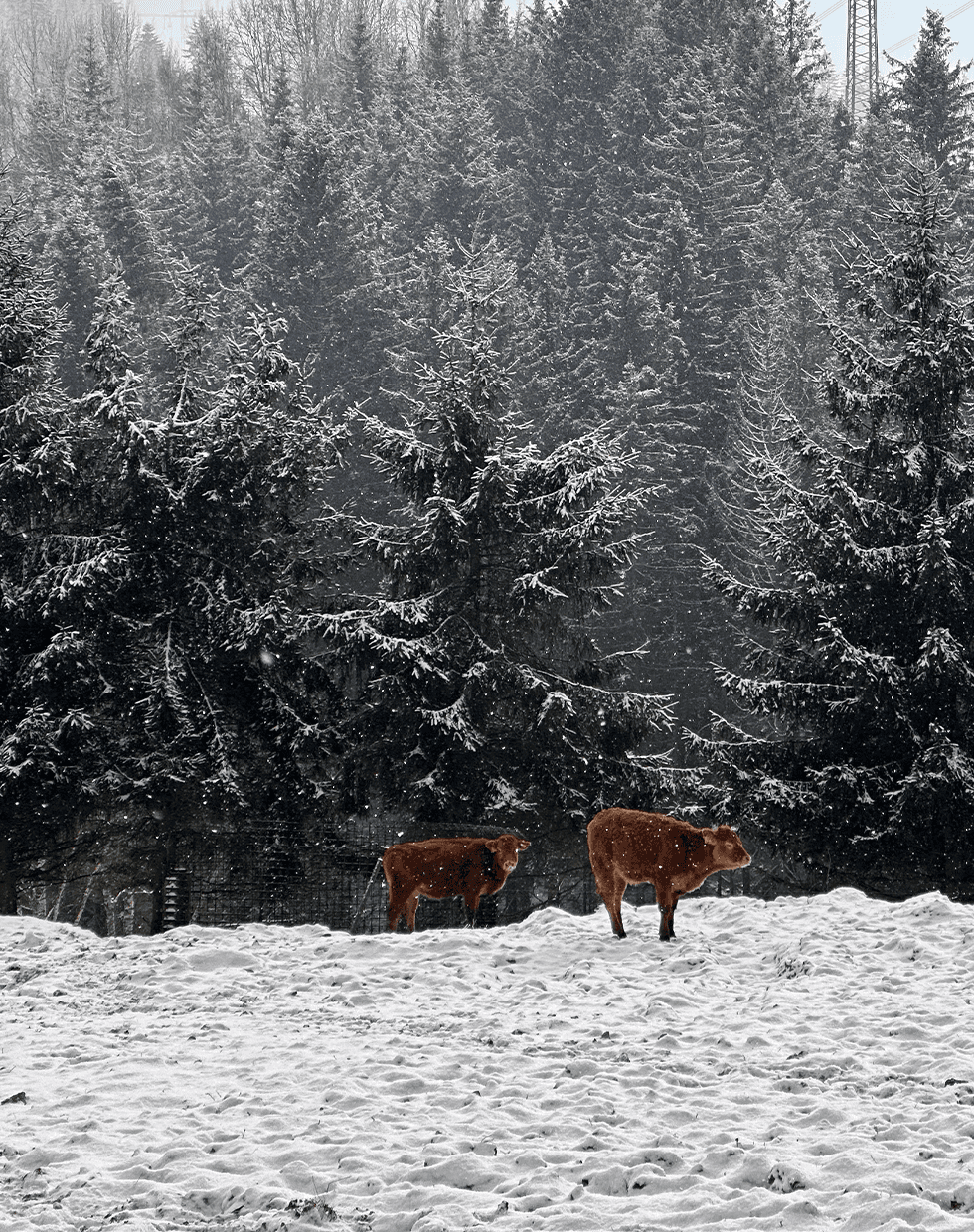 Coach explaining something to an athlete