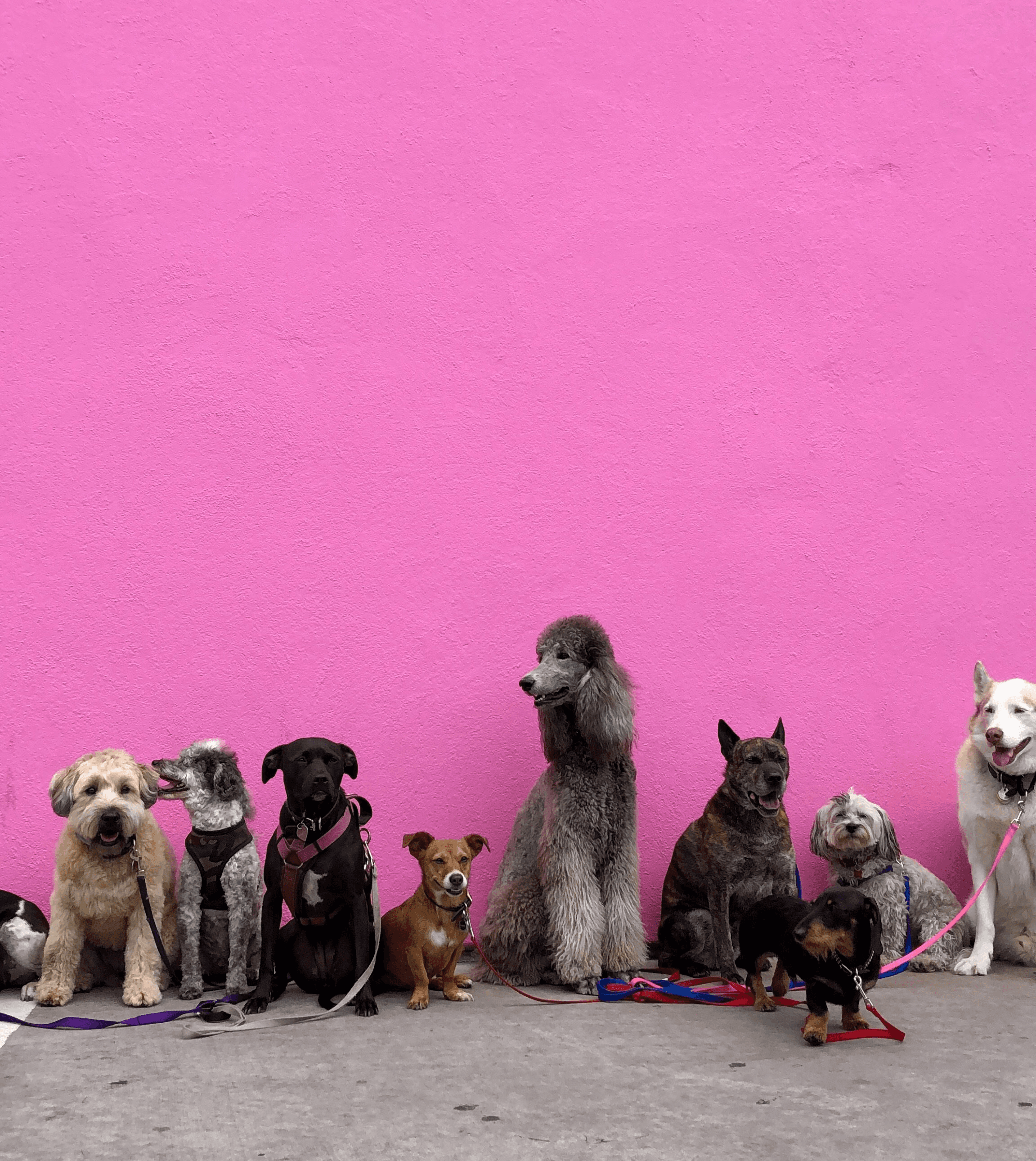 litter of dogs fall in line beside wall