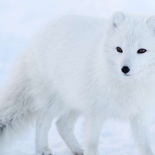 Ranua Wildlife Park: Guided Tour + Hotel Transfer tickets in Rovaniemi