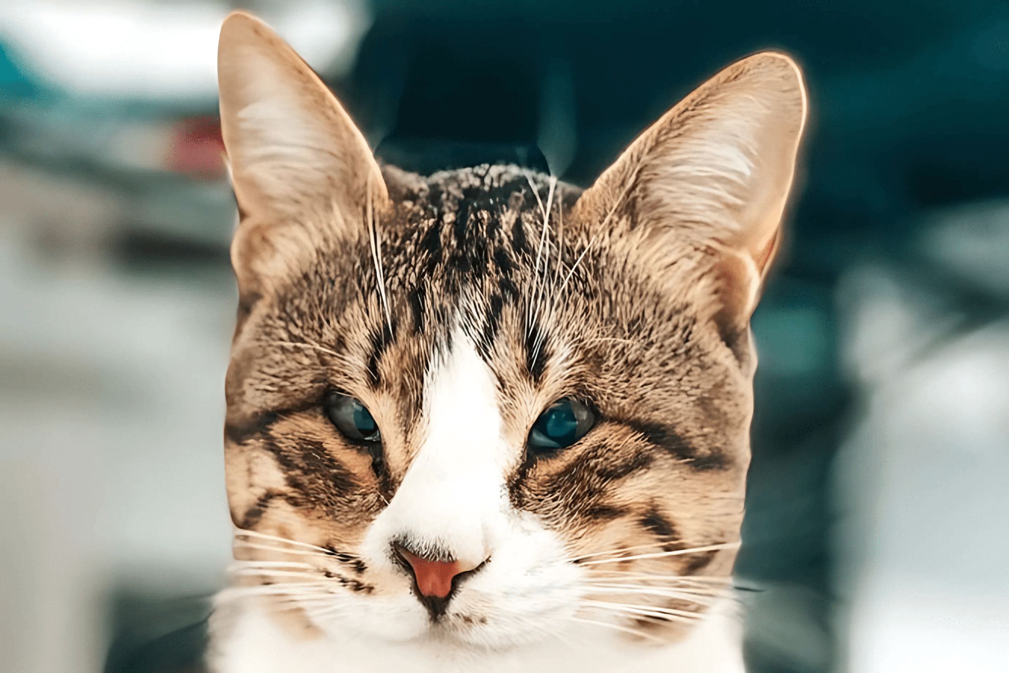 A cat is slowly squinting its eyes.
