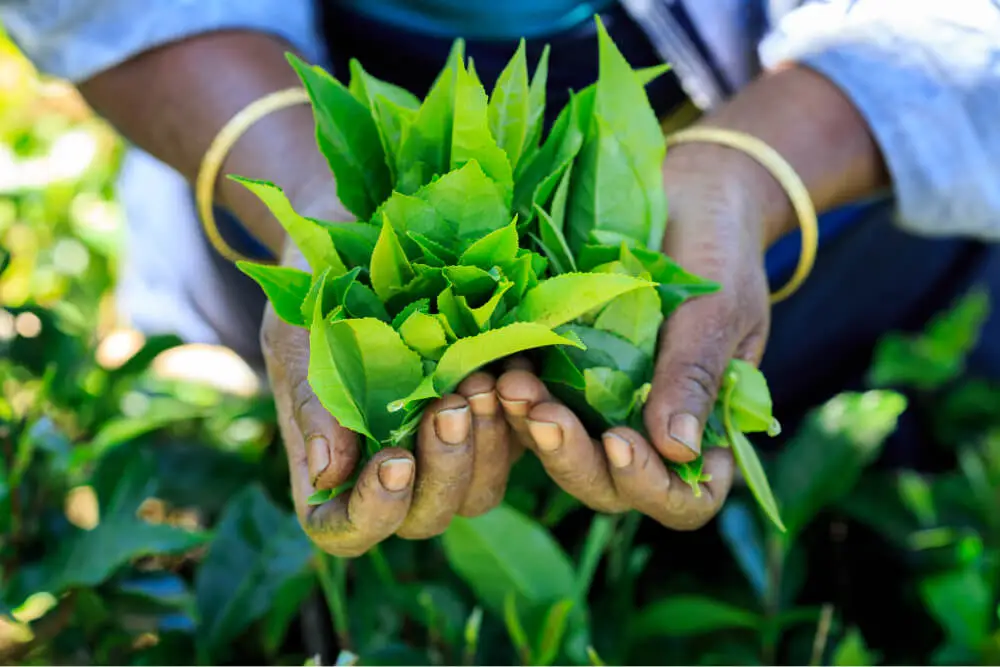 A person holding a bunch of fresh tea leaves