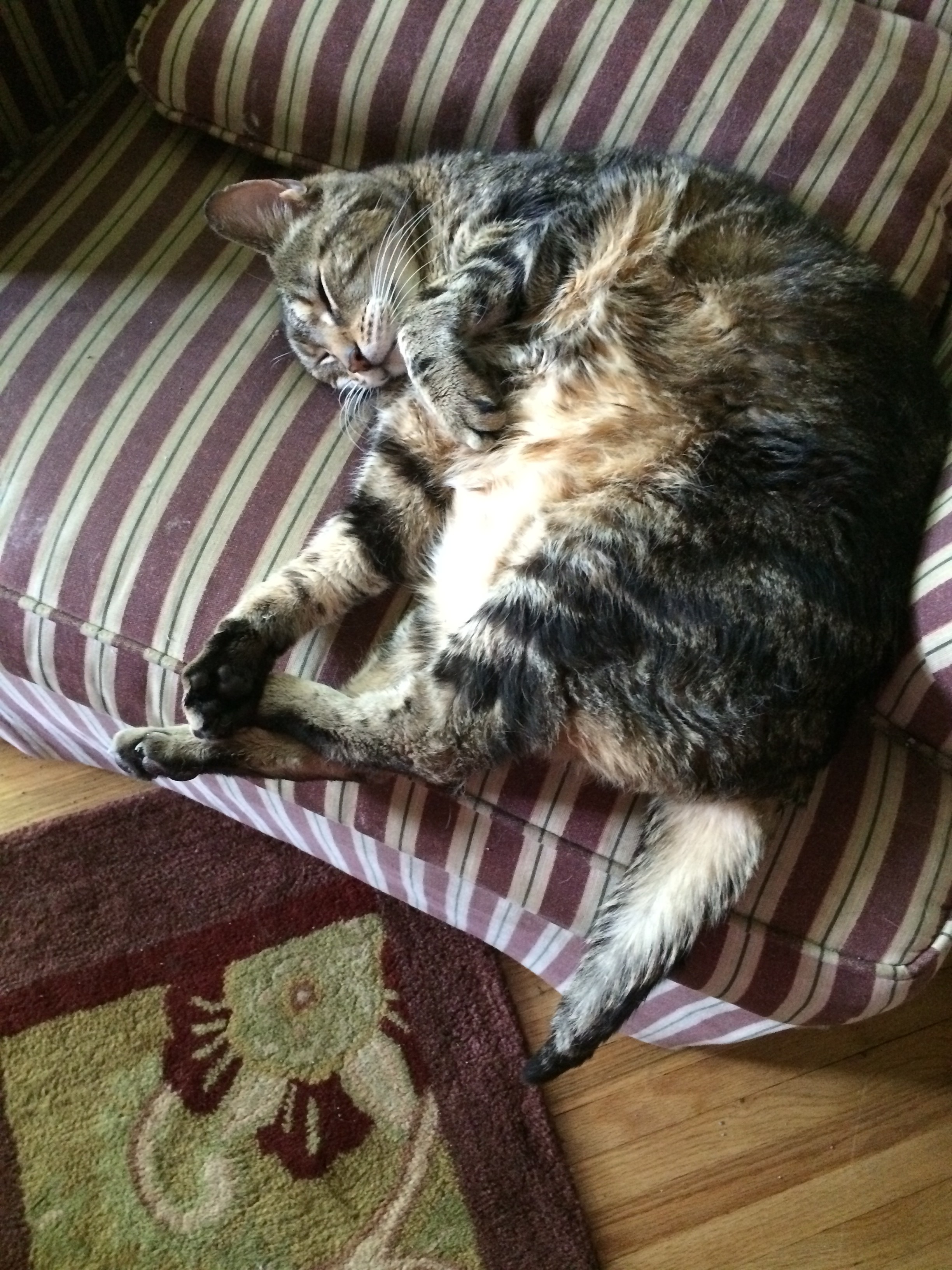 gray cat with stripes and white belly sleeping on a chair