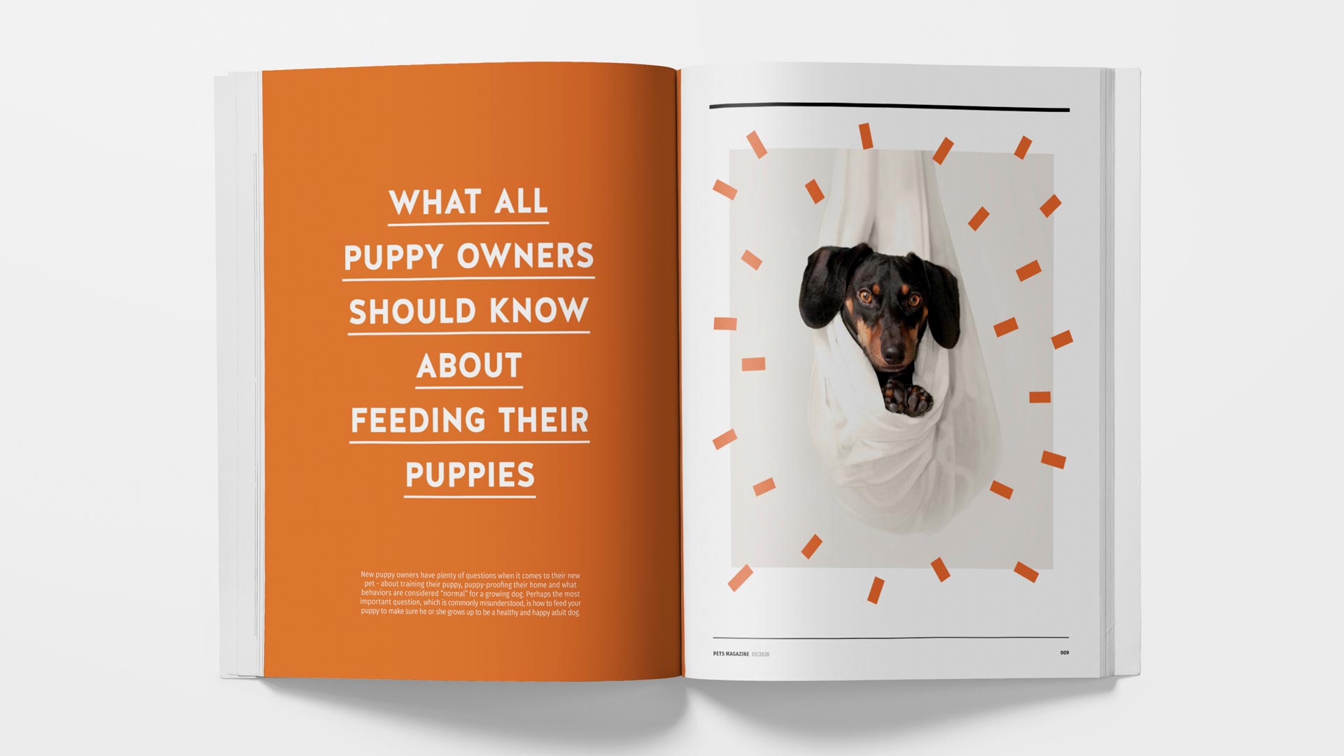 Pets magazine by Shuhan Lu