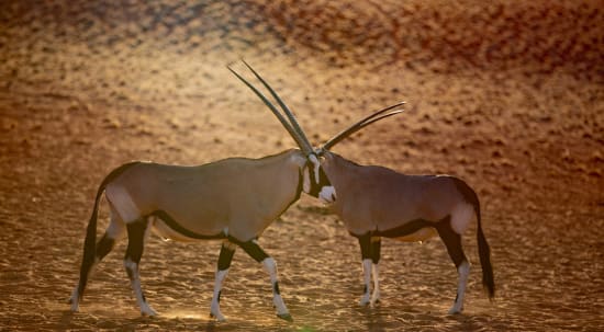 When is the best time to visit the Kalahari in Namibia?