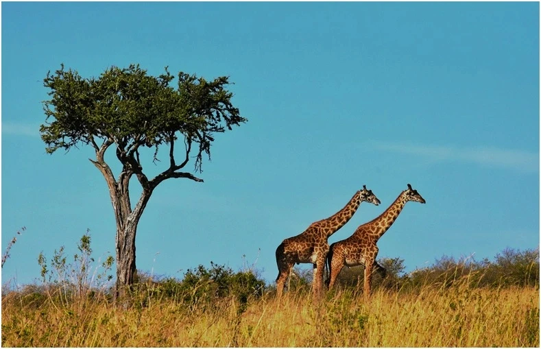Giraffes roaming savannah grasslands