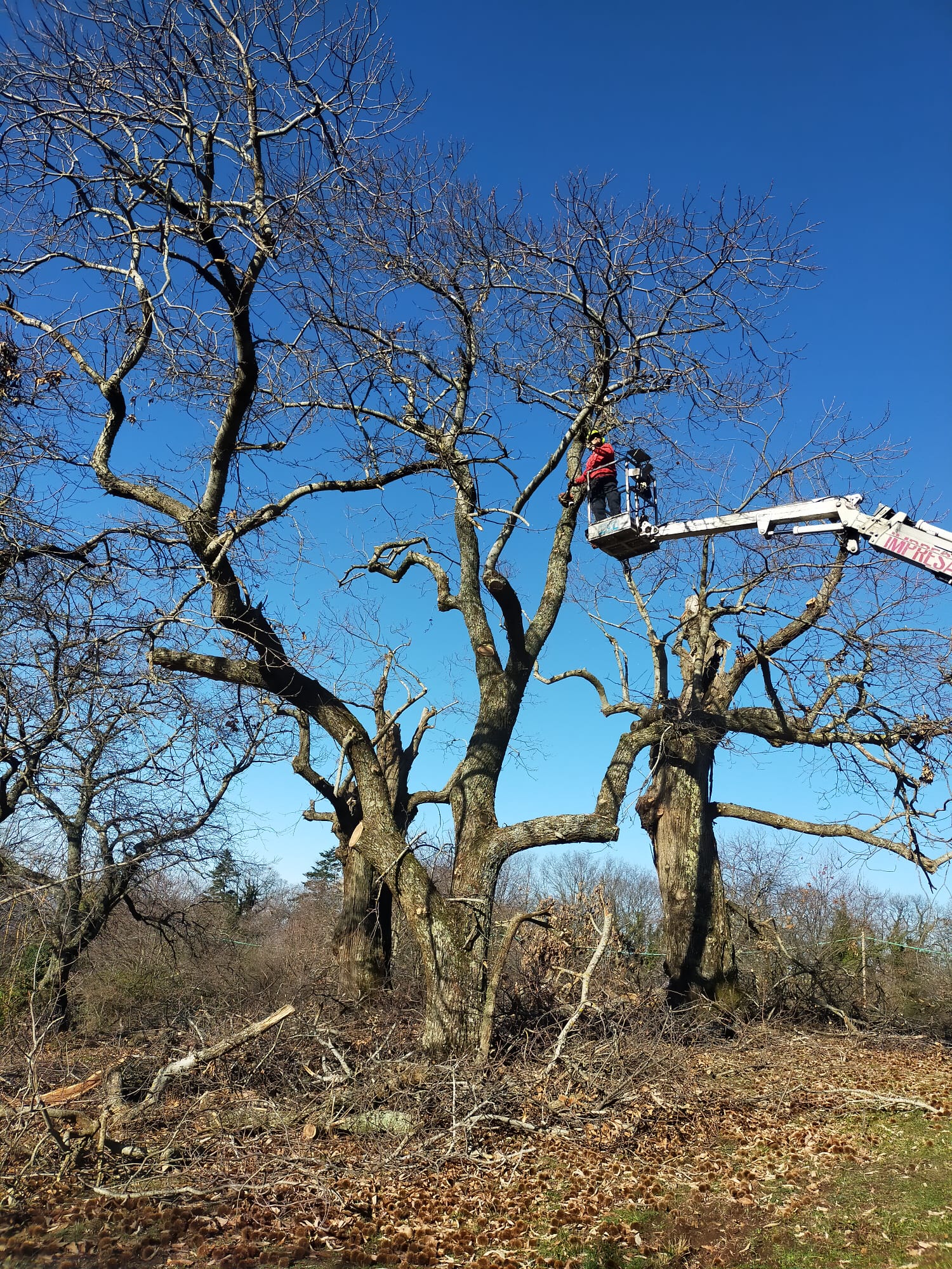 intervento di potatura su albero alto fusto a viterbo con donato perelli su piattaforma aerea