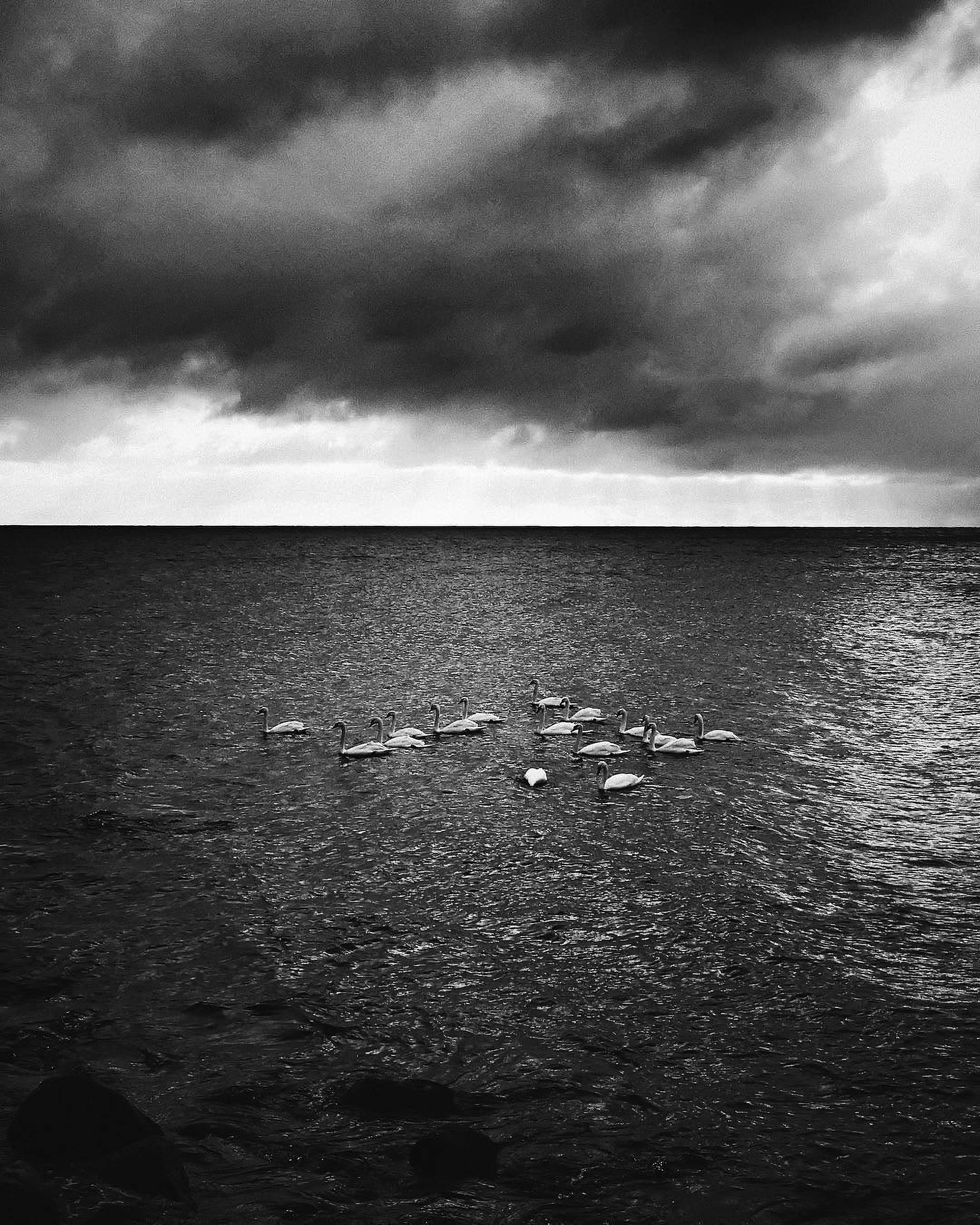 Black and white fine art photography of white swans swimming under a dramatic lighting and clouds