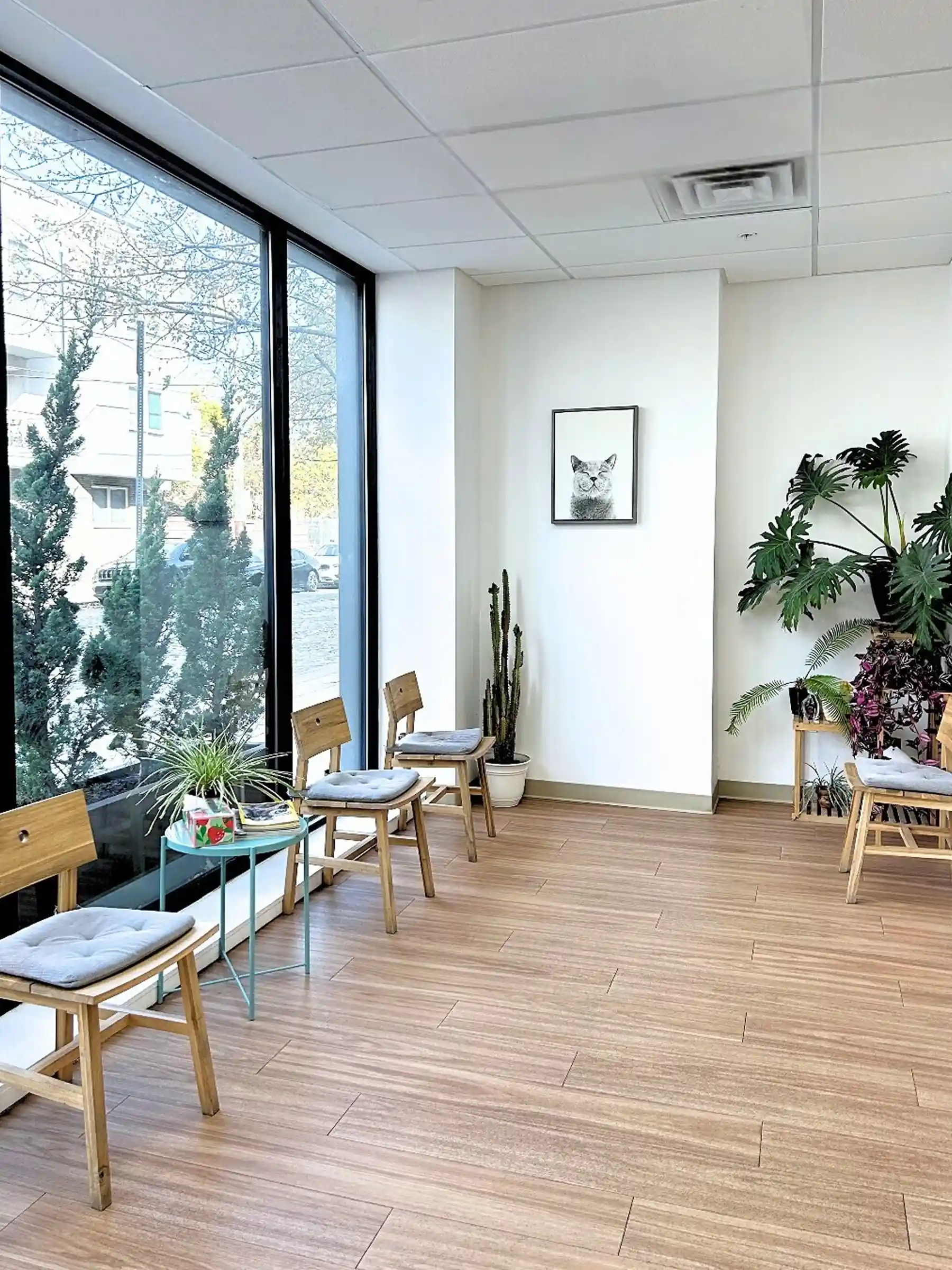 Wood-look luxury vinyl tile flooring in a bright veterinary waiting room with natural light, wooden chairs, and tropical plants.