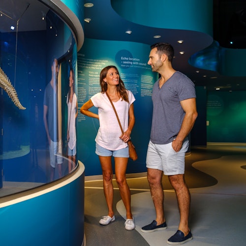 Откройте для себя мир дельфинов и их увлекательную жизнь.