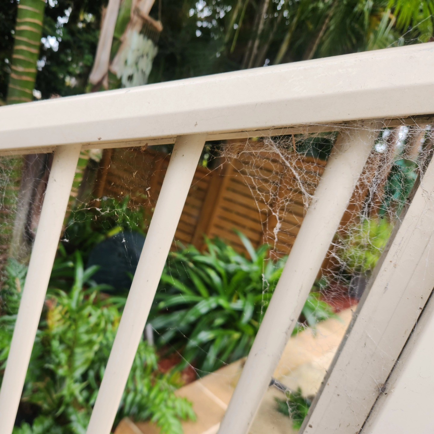 Spider pest control service, Central Coast NSW