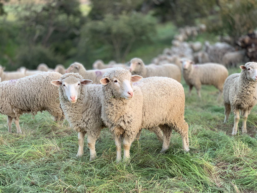 Kudde schapen in een natuurlijke, groene weide